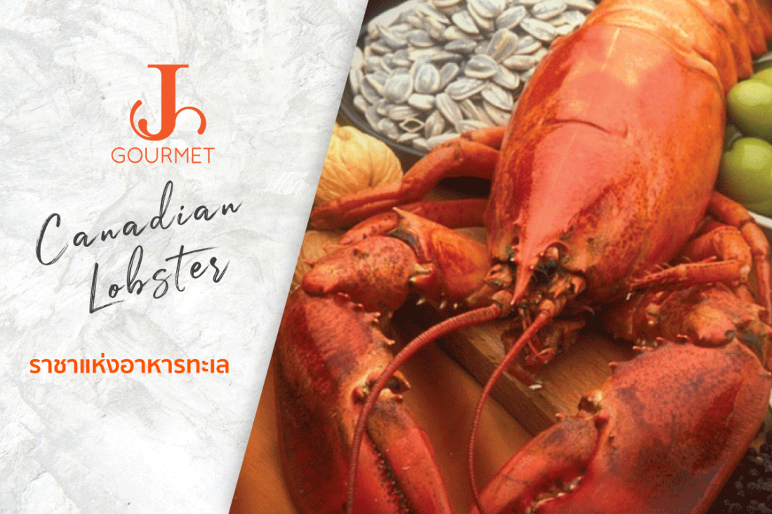 Canadian Lobster ราชาแห่งอาหารทะเลที่ทุกคนตกหลุมรักได้หลายครั้ง
