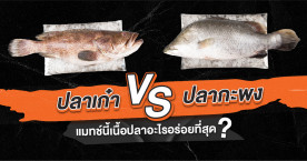 สู้ยิบตา‼ ปลาเก๋า VS ปลากะพง แมทช์นี้เนื้อปลาอะไรอร่อยที่สุด?