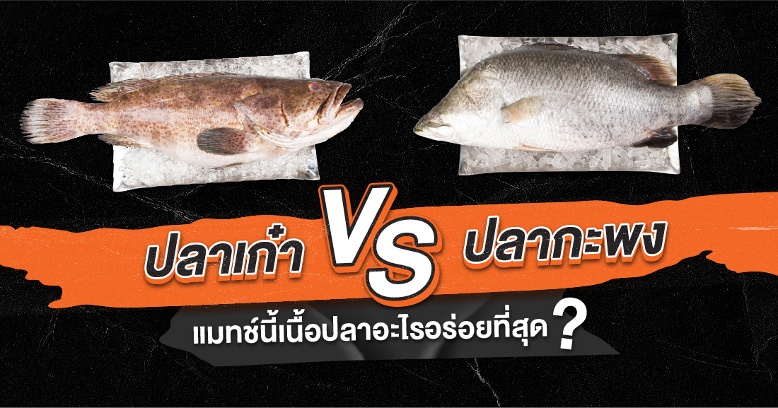 J Gourmet สู้ยิบตา‼ ปลาเก๋า VS ปลากะพง แมทช์นี้เนื้อปลาอะไรอร่อยที่สุด? Affordable Premium